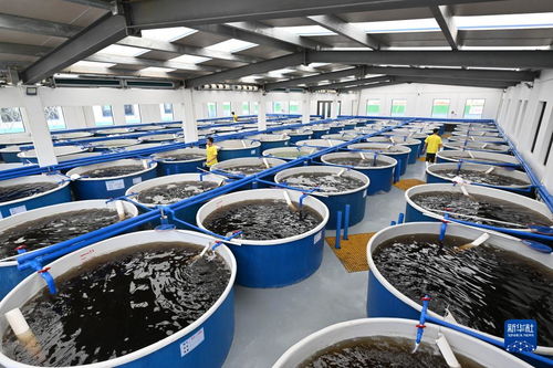 海南文昌 以特色產業(yè)為翼，譜寫高質量發(fā)展新篇章——聚焦畜牧漁業(yè)飼料銷售