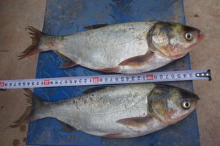 楚雄州稻田養(yǎng)魚與增殖放流項目效果監(jiān)測調查及畜牧漁業(yè)飼料銷售關聯(lián)分析