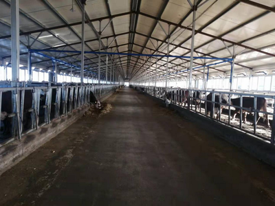 雙鴨山市 龍頭帶動，牛業起航，畜牧漁業飼料銷售新篇章