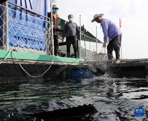 漁排之上，香港的另一面 從漁業飼料銷售看城市多元生態